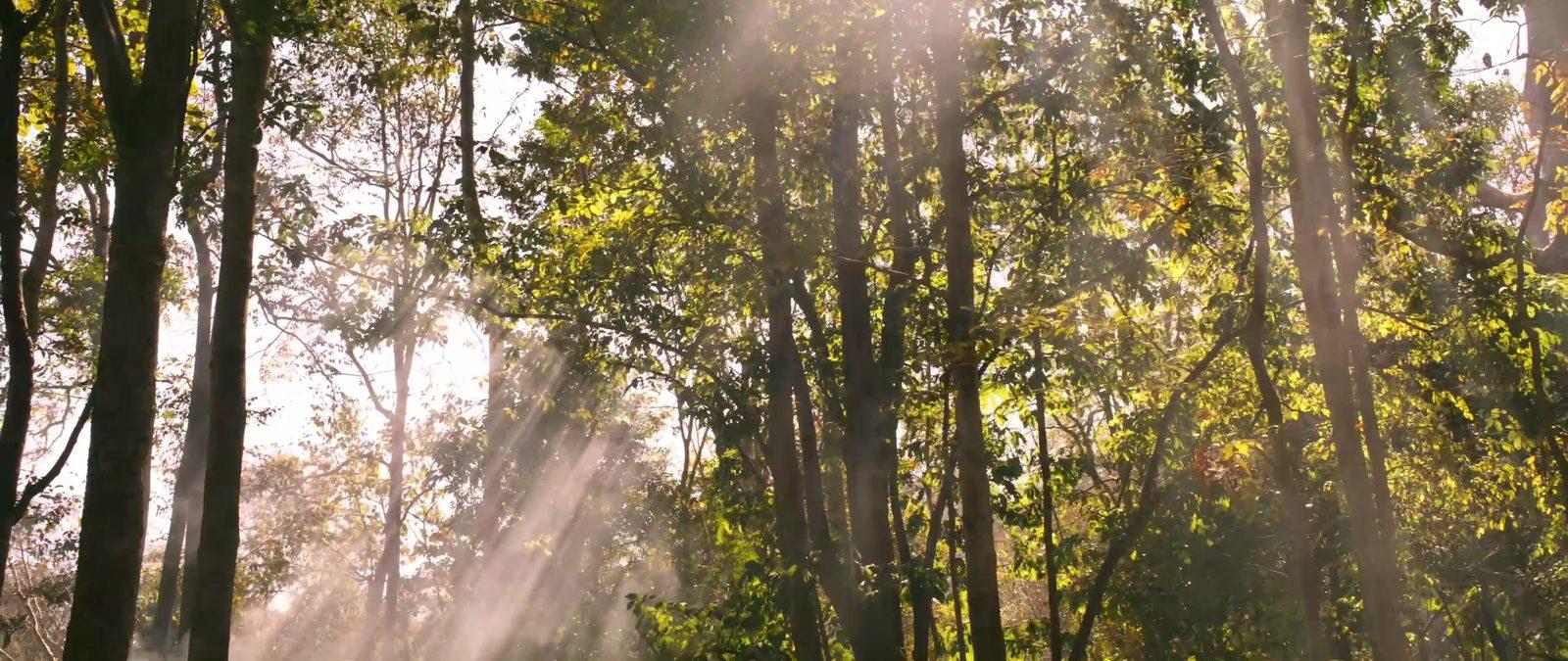 Sun rays through northern Thailand forest