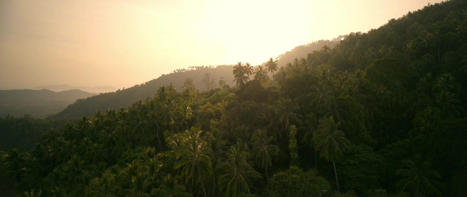 Drone above Koh Phangan coconut jungle at golden hour