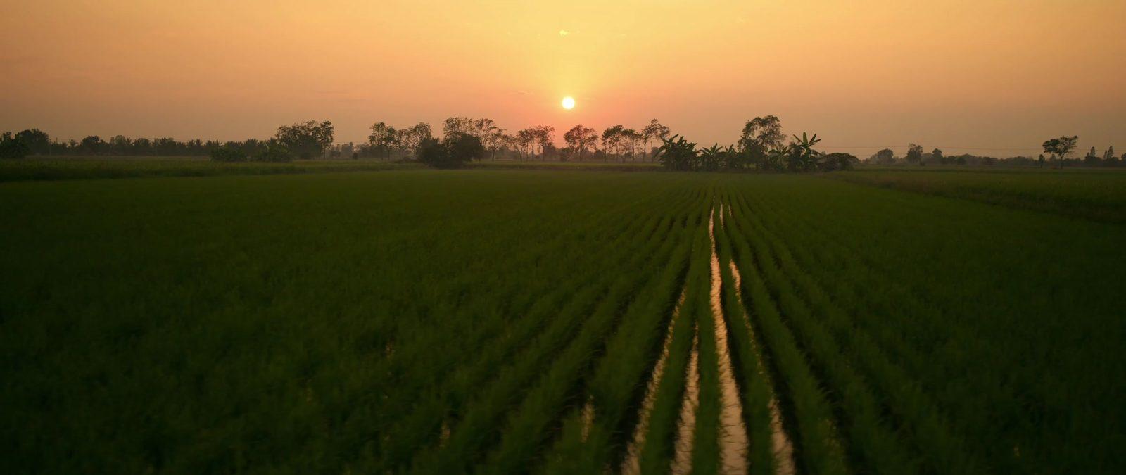 Sunset over Thai rice paddies, drone aerial